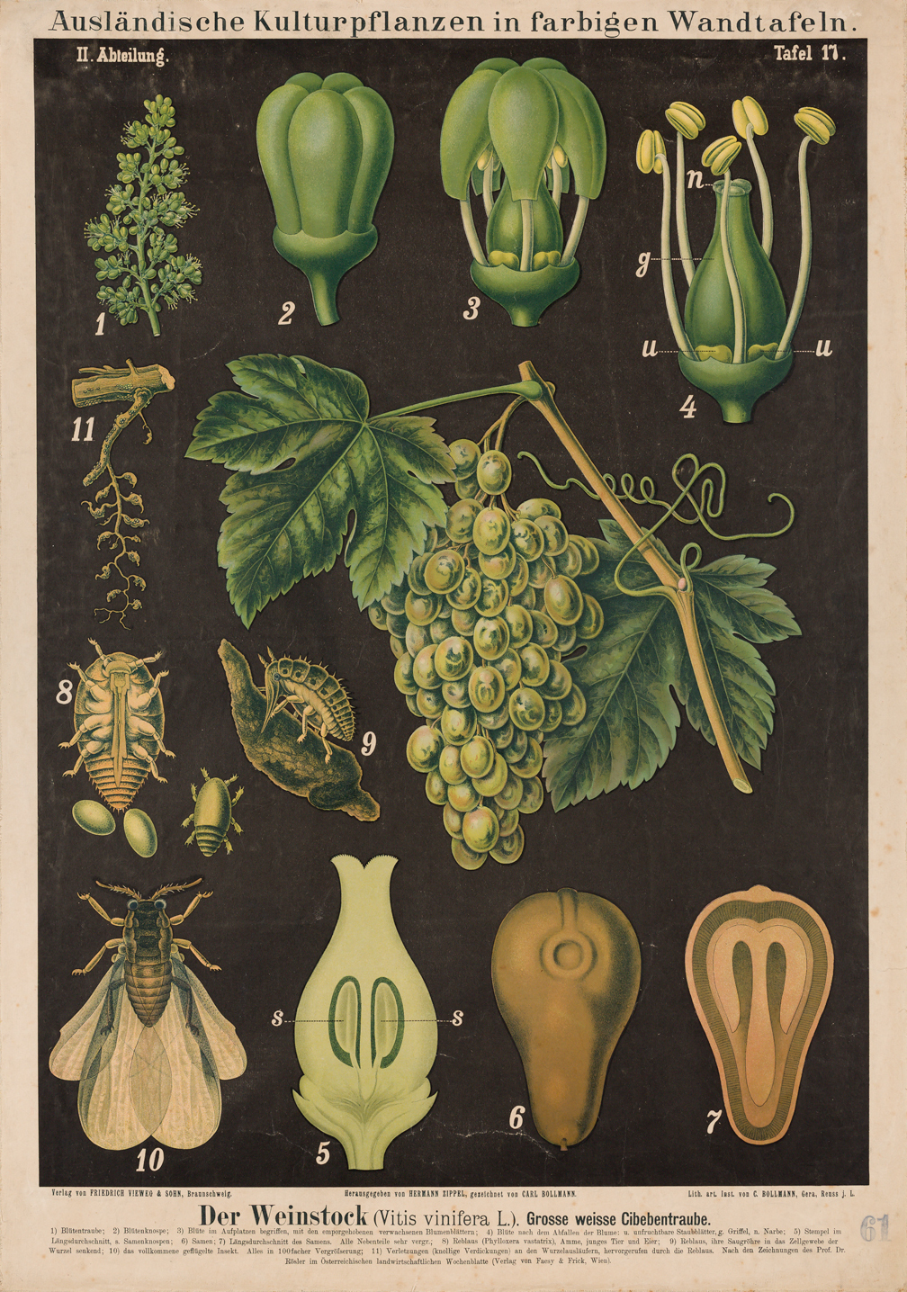 Tavola illustrata del grappolo dell'uva e delle sue parti
