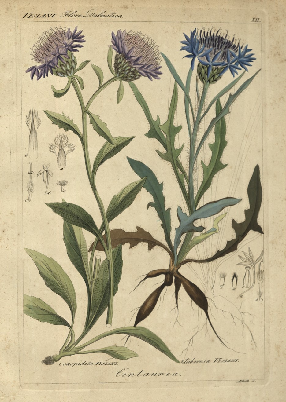 Tavola illustrata di due specie di Centaurea presenti nella Flora Dalmatica
