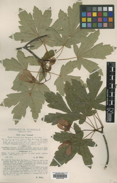 Acer visianii Nyman