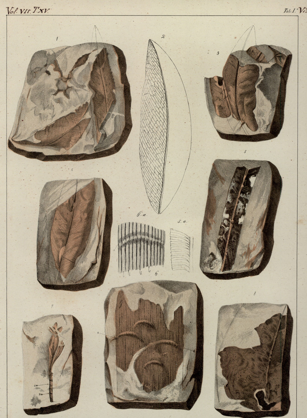 Flora fossile della Dalmazia - Tavola 15