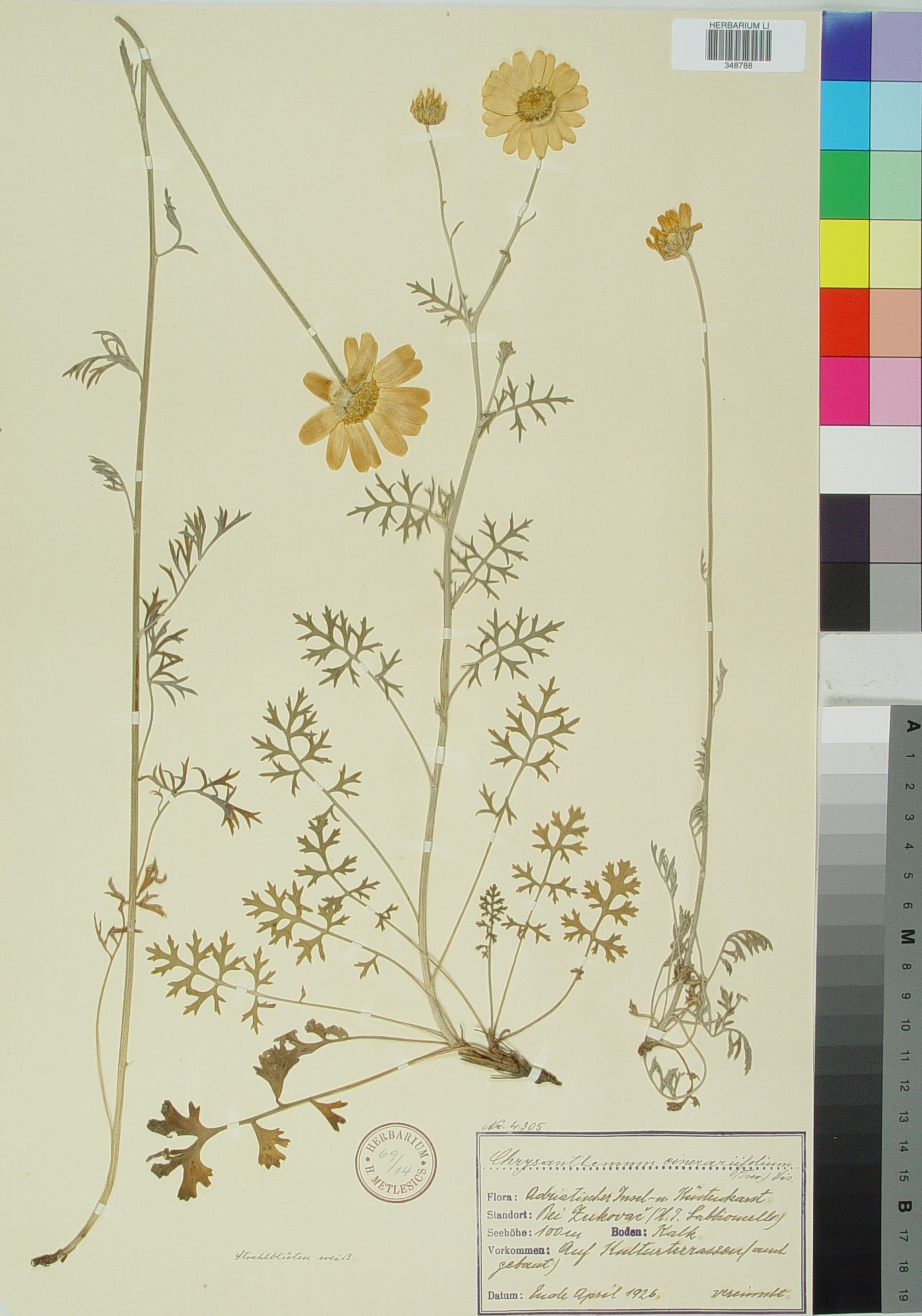 Chrysanthemum cinerariifolium (Trev.) Vis.