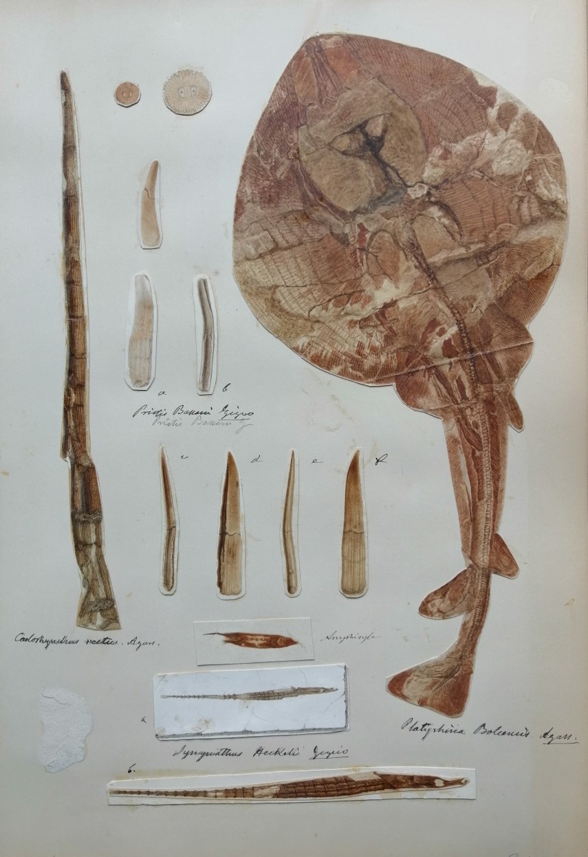 Unpublished plate from Fossiles de la Vénétie by Achille De Zigno, that represents the rostrum of Cylindracanthus rectus and other fossils. Biblioteca di Geoscienze dell'Università di Padova.