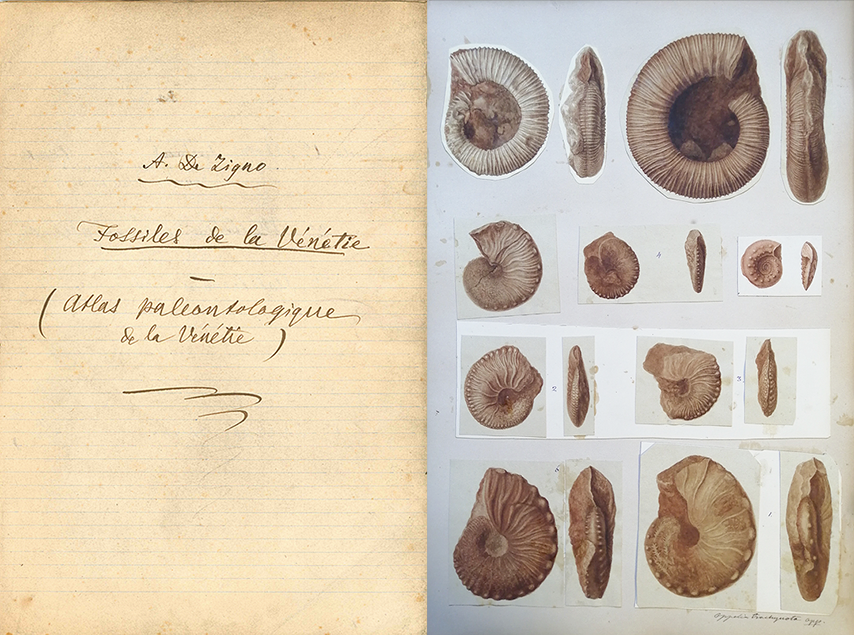 De Zigno, A. Fossiles de la Vénétie: title page and plate with ammonites. Biblioteca di Geoscienze dell'Università di Padova