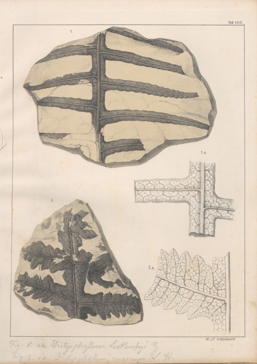 Tavola XXIII da: De Zigno, A. (1856). Flora fossilis formationis oolithicae. Biblioteca di Geoscienze dell'Università di Padova.