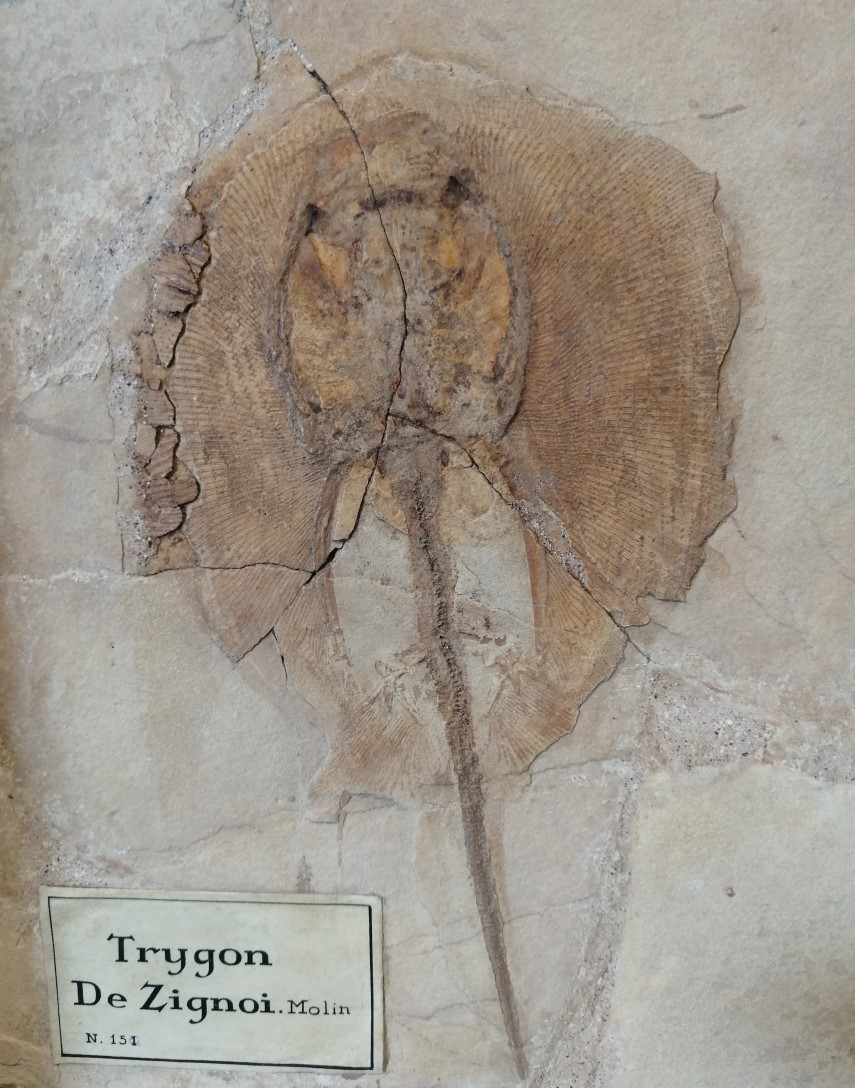 Counterpart of the fossil fish of the drawing with caption Anacanthus zigni Molin n. sp. Sezione di Geologia e Paleontologia del Museo della Natura e dell'Uomo dell'Università di Padova (MNU).