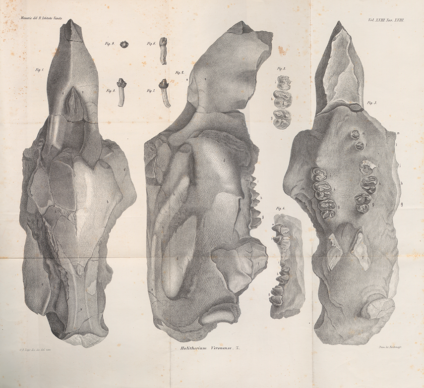 Tav. XVIII da: De Zigno, Achille (1874). Annotazioni paleontologiche. Sirenii fossili trovati nel Veneto. Memorie del Reale Istituto veneto di scienze, lettere ed arti, 18, [427]-453. Biblioteca di Geoscienze dell'Università di Padova.