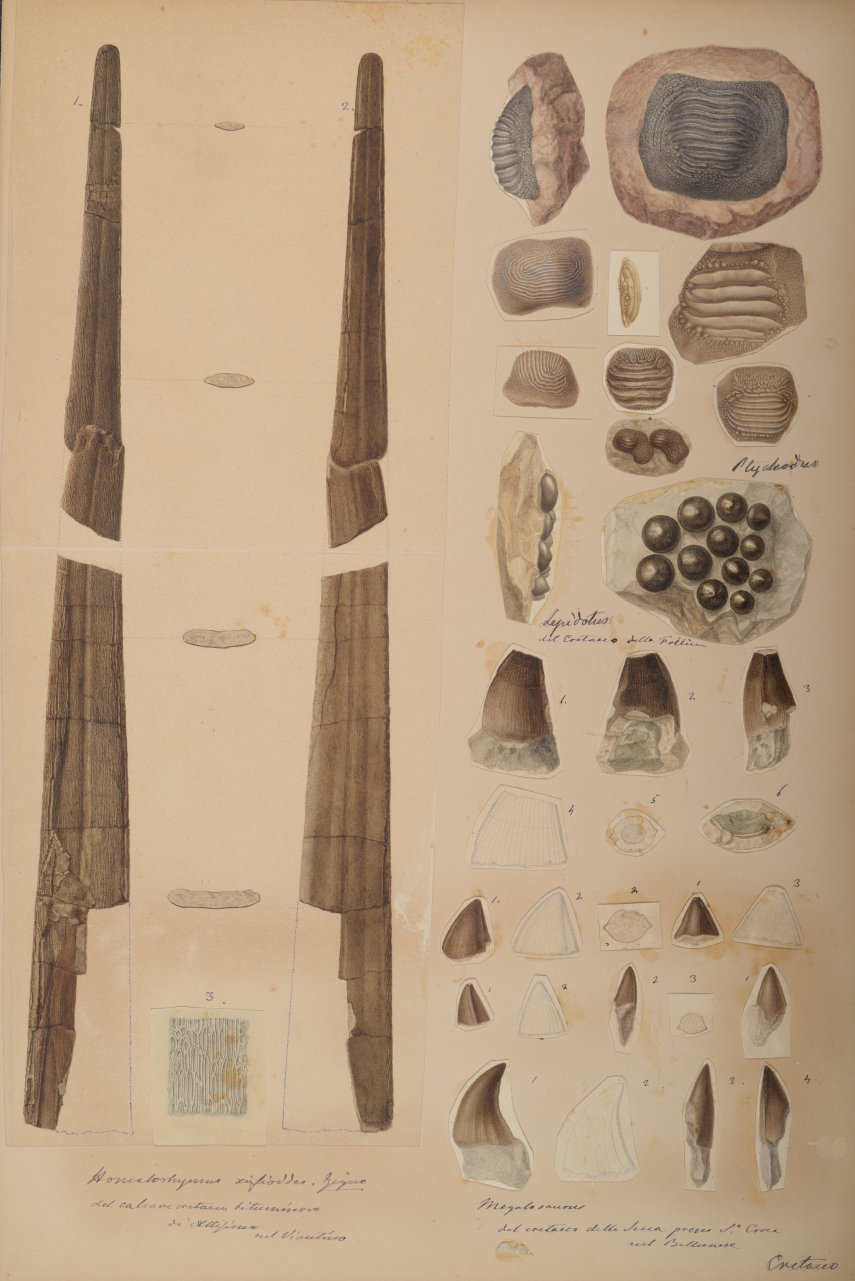 Draft of a plate reproducing Cretaceous vertebrate remains from Veneto, taken from the materials of the unpublished work by Achille De Zigno Fossiles de la Vénétie. Biblioteca di Geoscienze dell'Università di Padova.