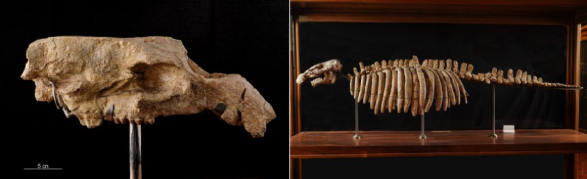 Skull on stand (catalogue number MGP-PD-10Z) and skeleton (skull with catalogue number MGP-PD-9Z) of Prototherium veronense. Courtesy of sezione di Geologia e Paleontologia del Museo della Natura e dell'Uomo dell'Università di Padova (MNU).