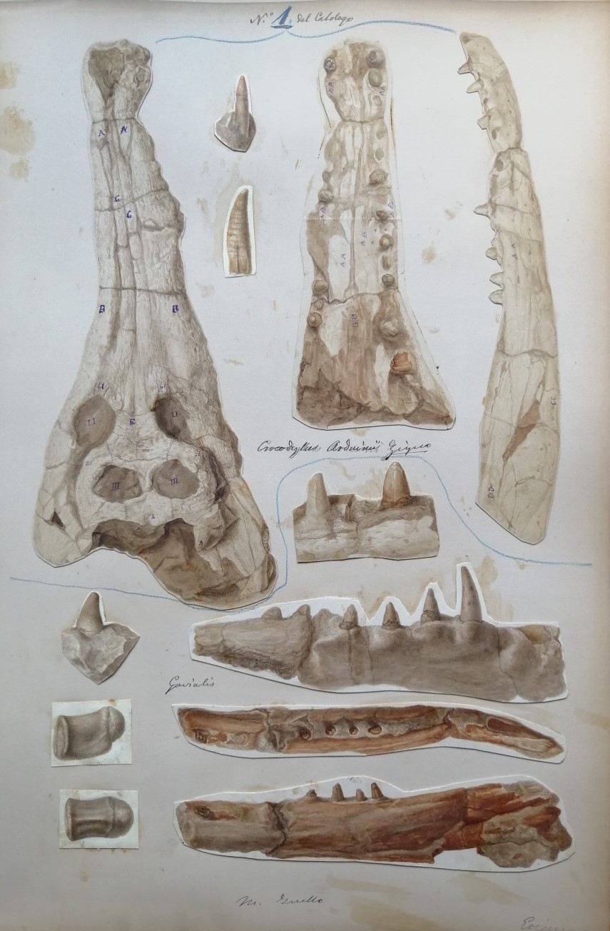 Draft of a plate reproducing the remains of the crocodiles of Mount Duello, taken from the materials of the unpublished work by Achille De Zigno Fossiles de la Vénétie. Biblioteca di Geoscienze dell'Università di Padova.