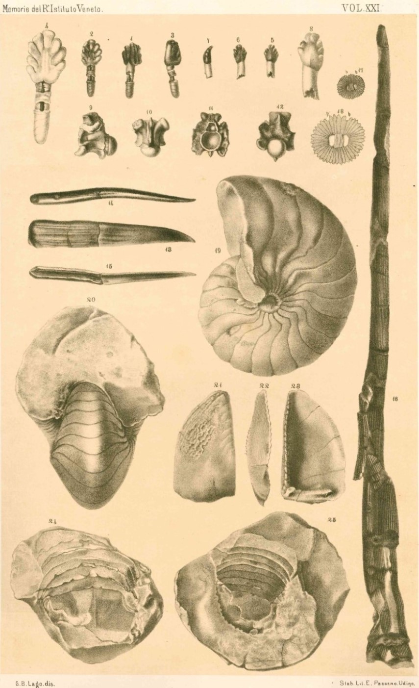 Tav. XV da: De Zigno, A. (1879). Annotazioni paleontologiche. Nuove aggiunte alla fauna eocena del Veneto. Memorie del Reale Istituto veneto di scienze, lettere ed arti, 21, [775]-789. Biblioteca di Geoscienze dell'Università di Padova.