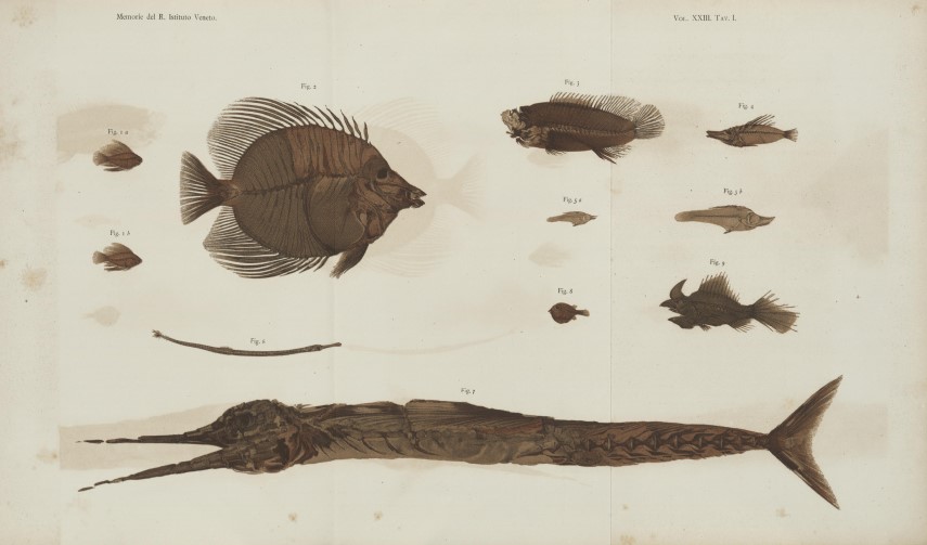 Plate from: De Zigno, A. (1887). Nuove aggiunte alla ittiofauna dell'epoca eocena. Memorie del Reale Istituto veneto di scienze, lettere ed arti, 23(2), [9]-33. Digital copy by Biblioteca Europea di Informazione e Cultura distributed with a licence Creative Commons Attribution 4.0.