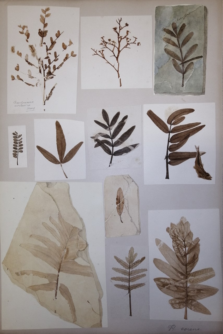 Bozza di tavola che raffigura flora fossile di Bolca, tratta dai materiali per l'opera inedita di Achille De Zigno Fossiles de la Vénétie. Biblioteca di Geoscienze dell'Università di Padova.