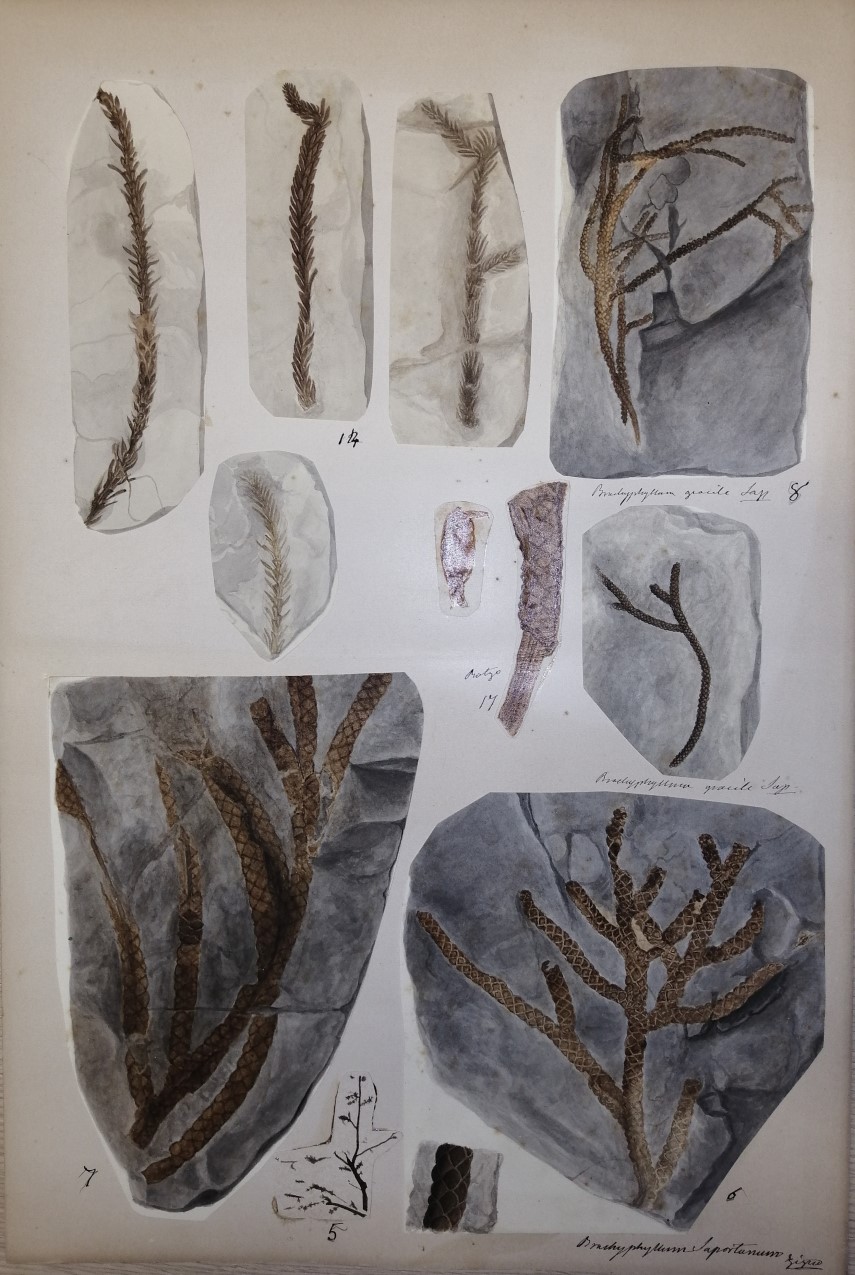 Draft of the plate showing conifers of the Grey Limestone, from the unpublished work by Achille De Zigno Fossiles de la Vénétie. Biblioteca di Geoscienze dell'Università di Padova.