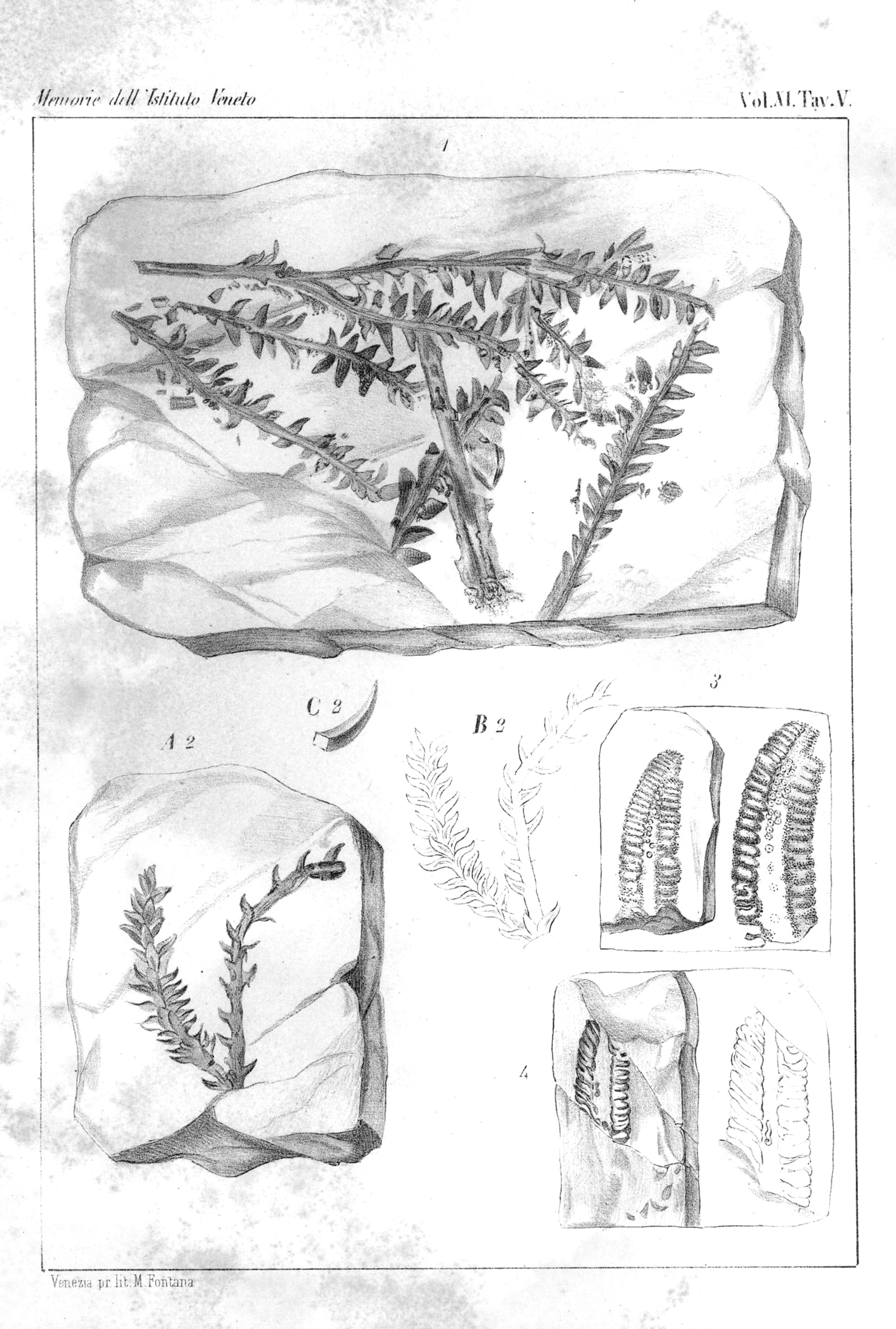 Voltzia recubariensis, tav. V da De Zigno, A. (1862). Sulle piante fossili del Trias di Recoaro raccolte dal prof. A. Massalongo. Memorie dell'I. R. Istituto veneto di scienze, lettere ed arti, 11, [1]-28, 10 tavv. Riproduzione digitale prodotta da Biblioteca Europea di Informazione e Cultura e distribuita con licenza Creative Commons 4.0 - Attribuzione - Condividi allo stesso modo. 