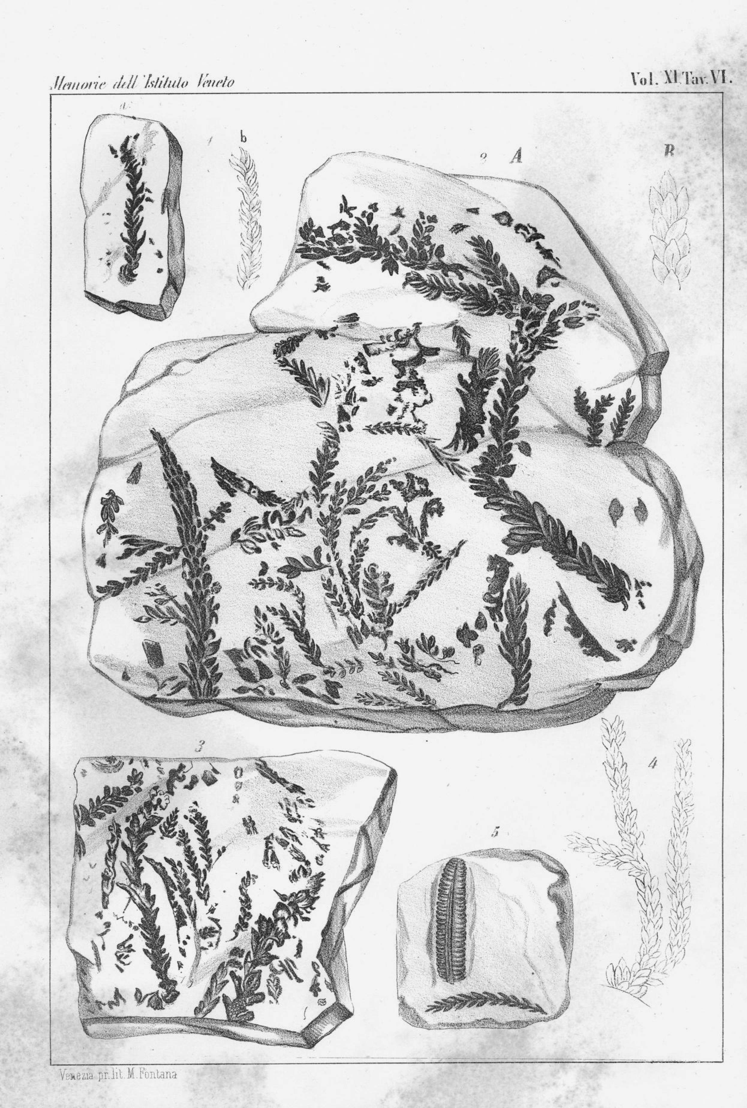 Voltzia recubariensis, plate VI from De Zigno, A. (1862). Sulle piante fossili del Trias di Recoaro raccolte dal prof. A. Massalongo. Memorie dell'I. R. Istituto veneto di scienze, lettere ed arti, 11, [1]-28, 10 tavv. Digital copy by Biblioteca Europea di Informazione e Cultura distributed with a licence Creative Commons Attribution 4.0.