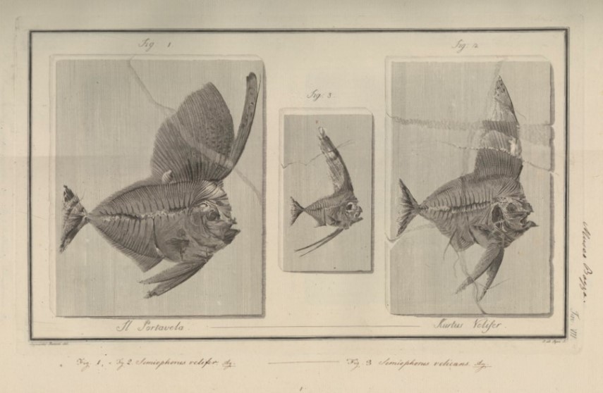 Tav. VII dell' Ittiolitologia veronese del Museo Bozziano di G. Volta (1809), con "la nomenclatura moderna secondo quella del prof. Agassiz aggiunta da Achille De Zigno". Biblioteca di Geoscienze dell'Università di Padova.