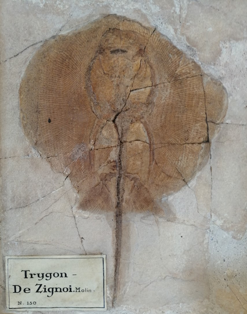 Original fossil find of the drawing with caption Anacanthus zigni Molin n. sp. Sezione di Geologia e Paleontologia del Museo della Natura e dell'Uomo dell'Università di Padova (MNU).