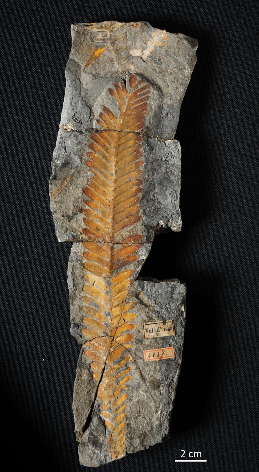 Otozamites sp. (4137) Foglia di cicadea. Per gentile concessione della sezione di Geologia e Paleontologia del Museo della Natura e dell'Uomo dell'Università di Padova (MNU).