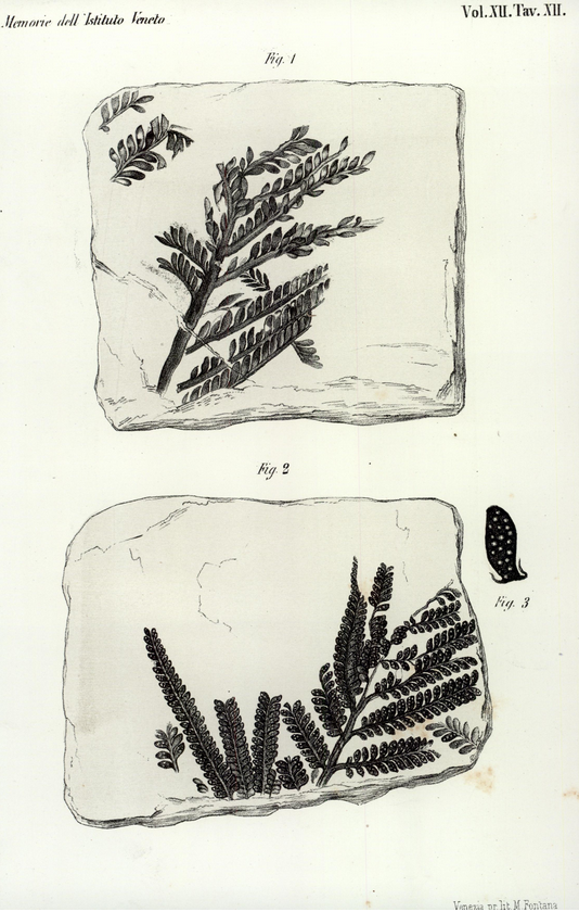 Plate XII from: De Zigno, A. (1865). Monografia del genere Dichopteris. Memorie dell'I. R. Istituto veneto di scienze, lettere ed arti, 12, [211]-225, 3 tavv. Biblioteca di Geoscienze dell'Università di Padova.