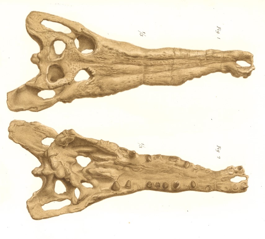 Pl. I from: De Zigno, A. (1880). Sopra un cranio di coccodrillo scoperto nel terreno eoceno del veronese. Atti della Reale Accademia dei Lincei. Memorie. Classe di scienze fisiche, matematiche e naturali, 5, 65–72, 2 tavv. Biblioteca di Geoscienze dell'Università di Padova.