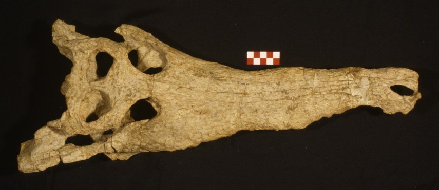 Cranio di Megadontosuchus arduini (De Zigno). Per gentile concessione della sezione di Geologia e Paleontologia del Museo della Natura e dell'Uomo dell'Università di Padova (MNU).