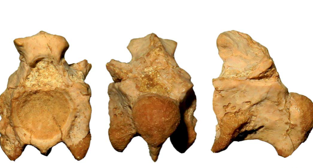 Vertebra in varie viste di Palaeophis oweni dal Monte Duello (MGP-PD 6981Za). Per gentile concessione della sezione di Geologia e Paleontologia del nuovo Museo della Natura e dell'Uomo dell'Università di Padova (MNU).