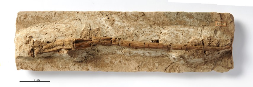 Rostrum of Cylindracanthus rectus (MGP-PD 6982Z). Courtesy of sezione di Geologia e Paleontologia del Museo della Natura e dell'Uomo dell'Università di Padova (MNU).