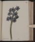 Hyacinthus orientalis, Pulcra - Vol 1