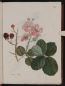 Rubus idaeus - vol 2