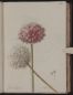 Allium angulosum, Aglio - Vol 3