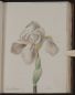 Iris florentina, Iride - Vol 3