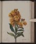 Cheiranthus cheiri, Viola mellata - Vol 1