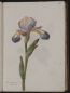 Iris germanica flore vario - Vol 3