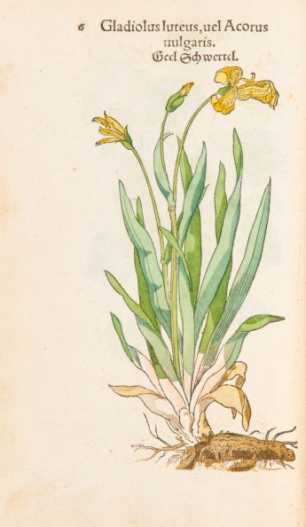 Gladiolus luteus 