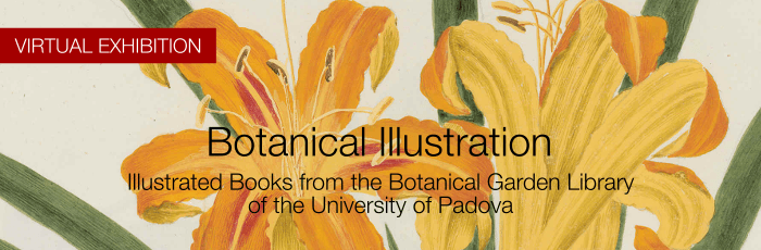 The botanical illustration