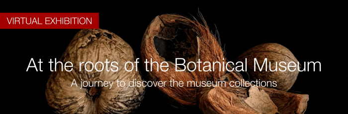 At the roots of the Botanical Museum