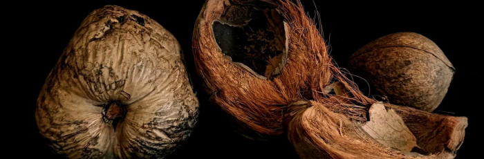 Alle radici del Museo Botanico