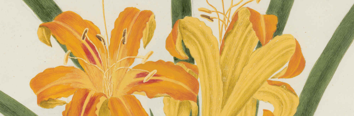 L'illustrazione botanica
