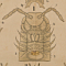 Diplopoda