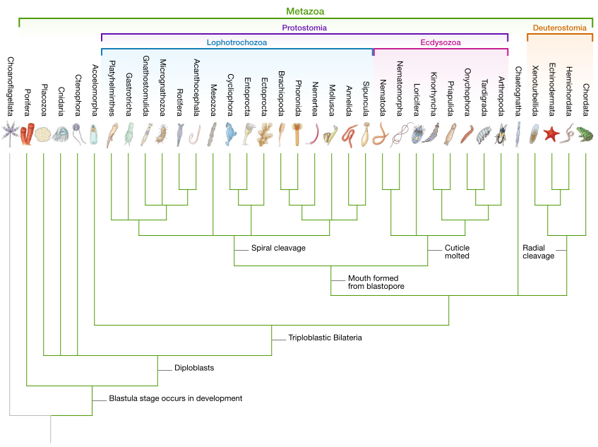 Phylogenetic tree of Metazoa