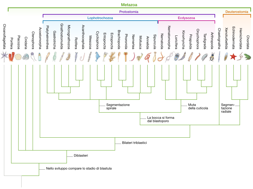 Albero filogenetico dei Metazoi
