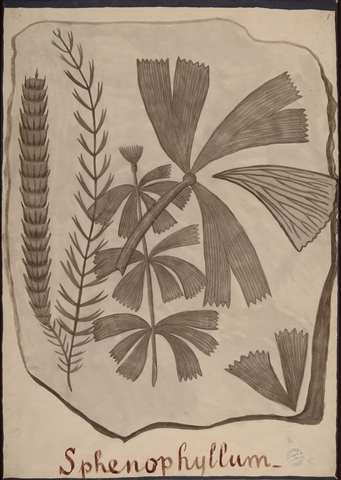 sphenophyllum