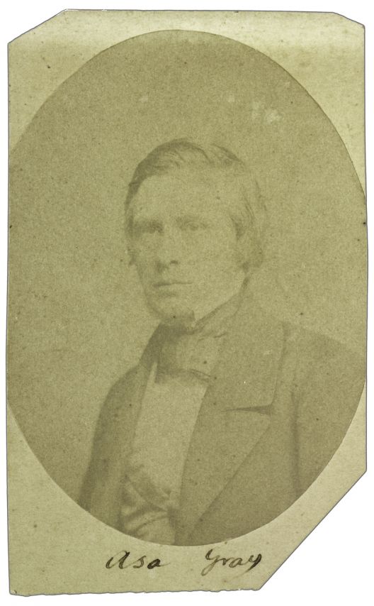 Asa Gray