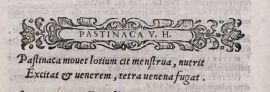Pastinaca (C. Durante, De bonitate et vitio alimentorum, BUPd, 91.a.117)